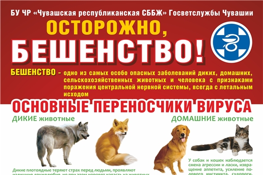 plakat-beshenstvo