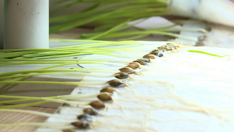 фитоэкспертиза